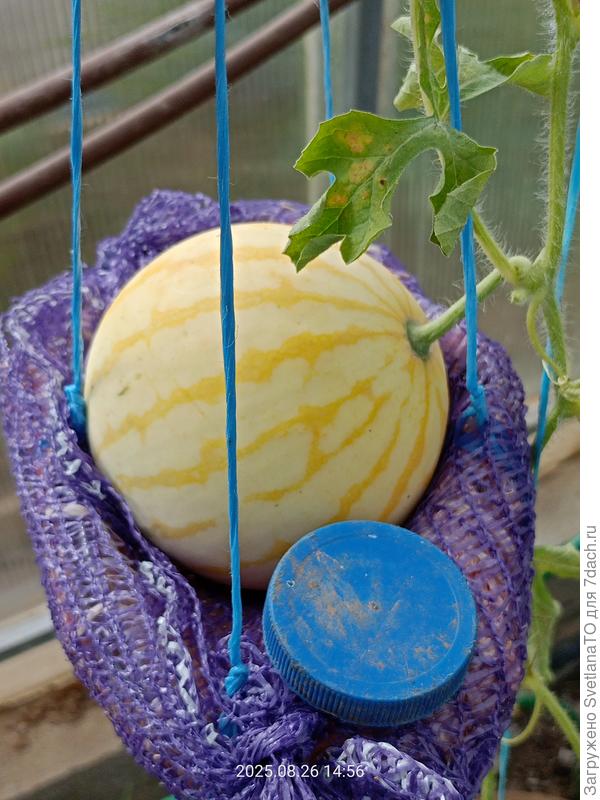 Он же в сравнении с крышкой