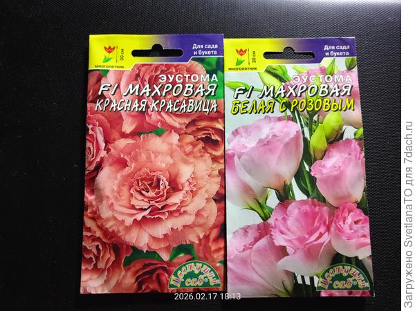 Эустомы стройся!