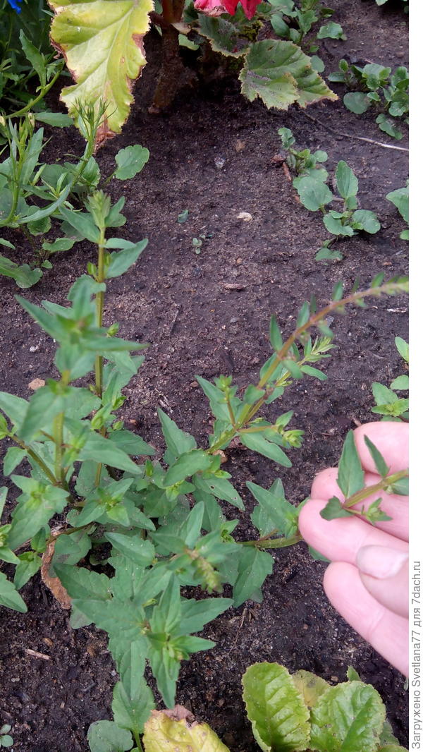 № 2 семена с Китая, названия его?