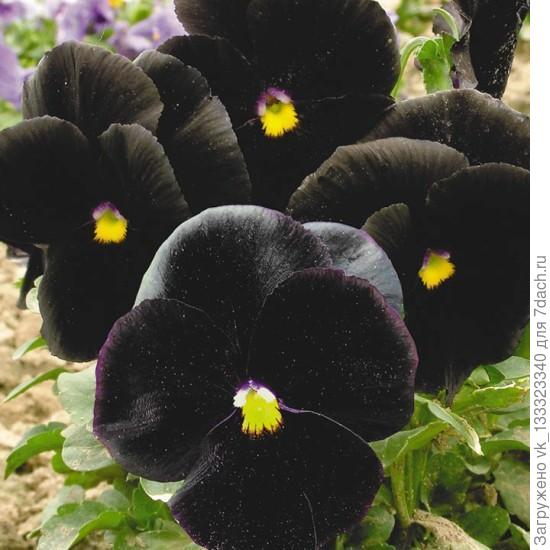 виола чёрный кристалл