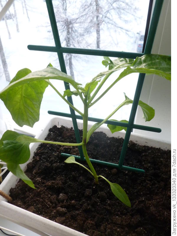 перец из покупного