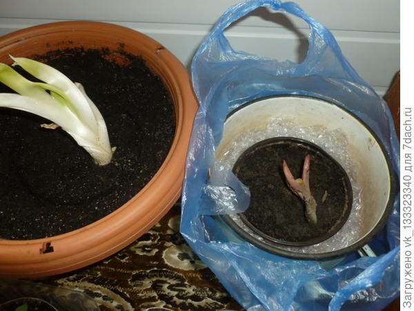 пион и лилейник