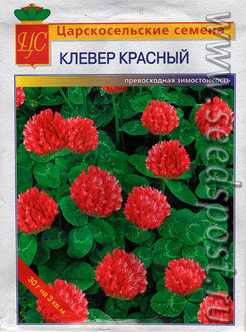 клевер красный