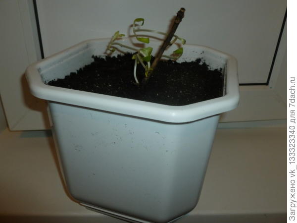 гортензия &quot;Бавария&quot;