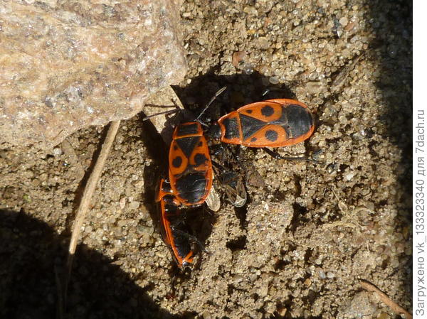 клопы-солдатики