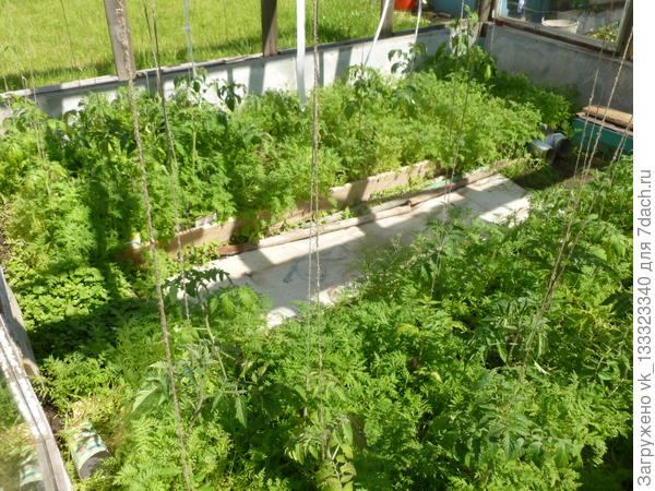 Томаты в фацелии спрятались, некоторые даже зацвели.