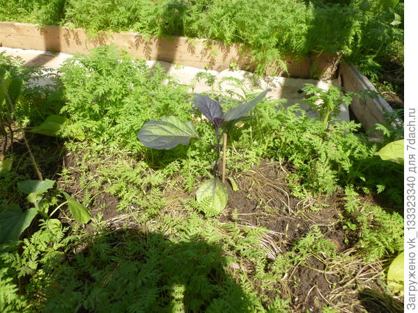 Баклажан посинел, но держится.