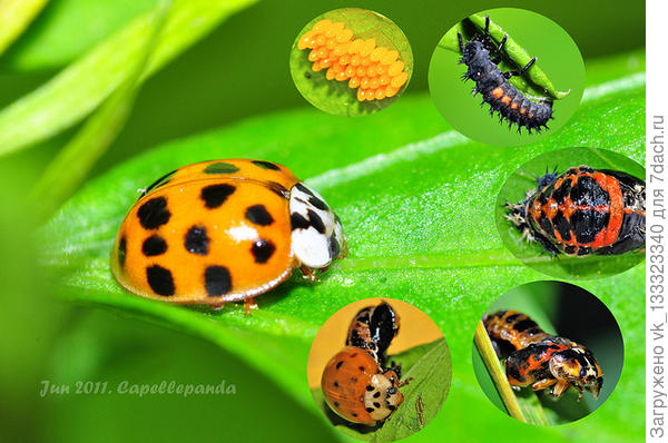 божья коровка жизненный цикл