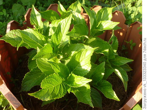 Гортензия Вместе Ты и Я крупнолистная