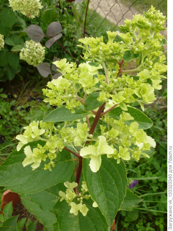 Гортензия метельчатая.