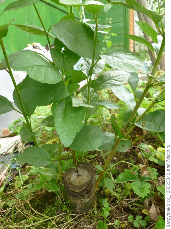 Поросль на старом пеньке от вишни.