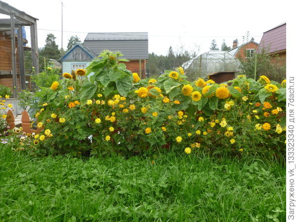 Клевер и газонная трава на переднем плане.