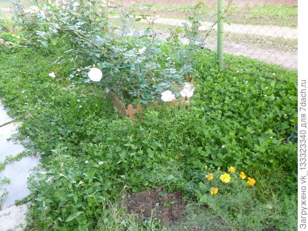 Клевер в палисаднике в конце сентября.