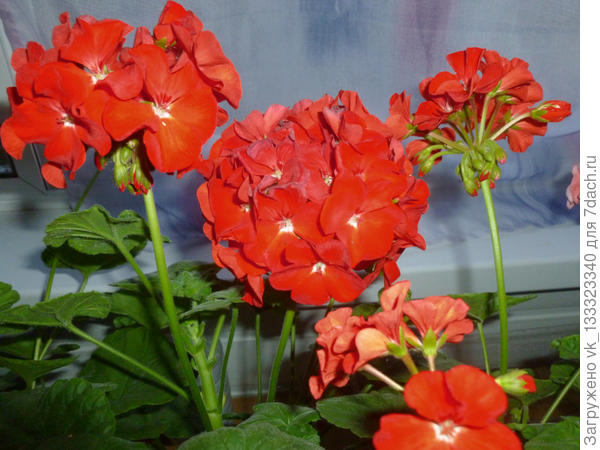 Пеларгония из семян.