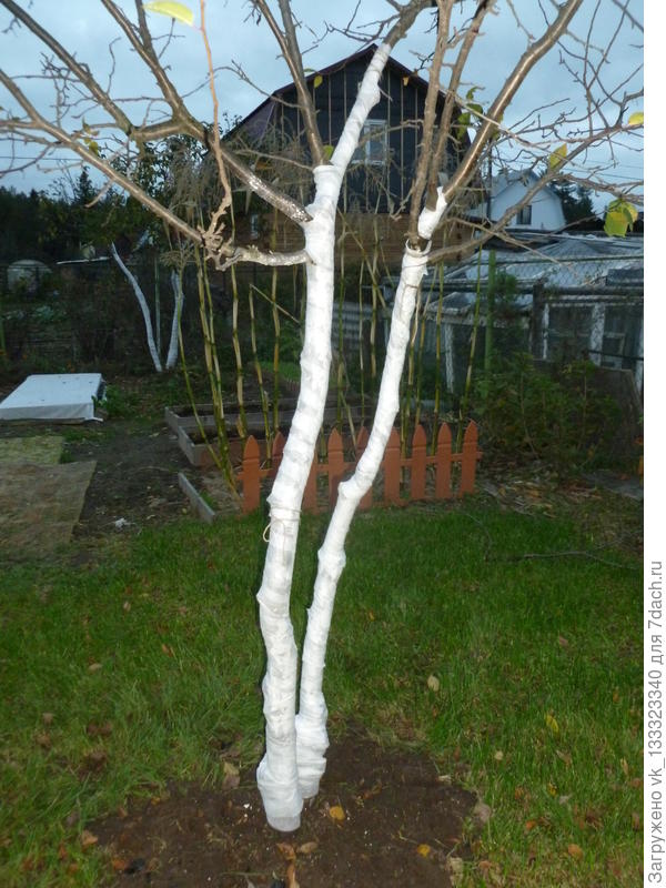 Слива в октябре.