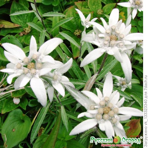 эдельвейс Альпийский