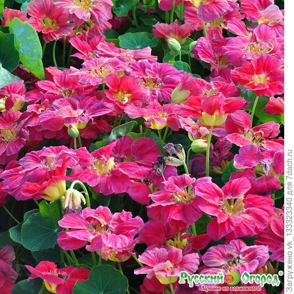 настурция Вишневая роза