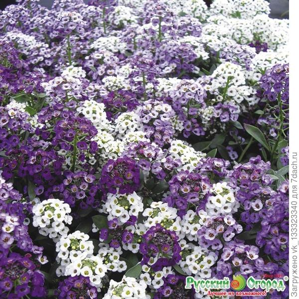 алиссум Биг Джем