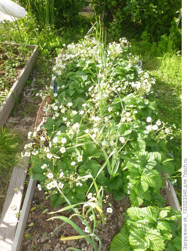 садовая земляника