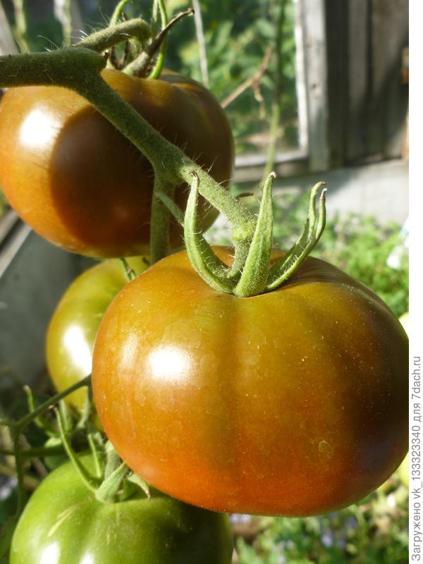 томат ашкелон