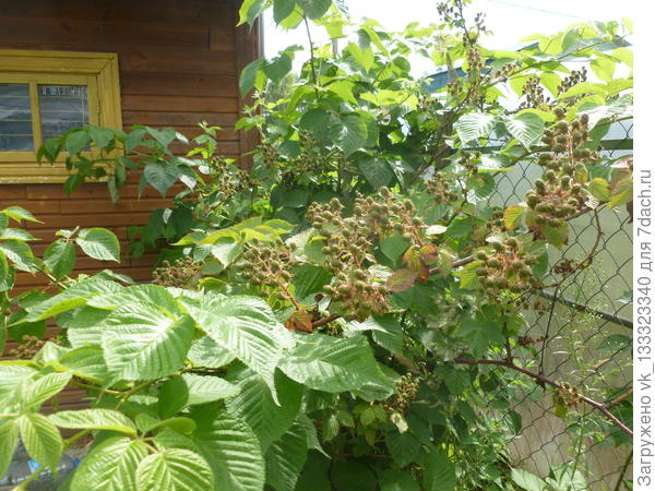 ежевика завязала плоды