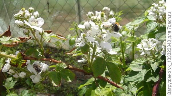 ежевика цветёт