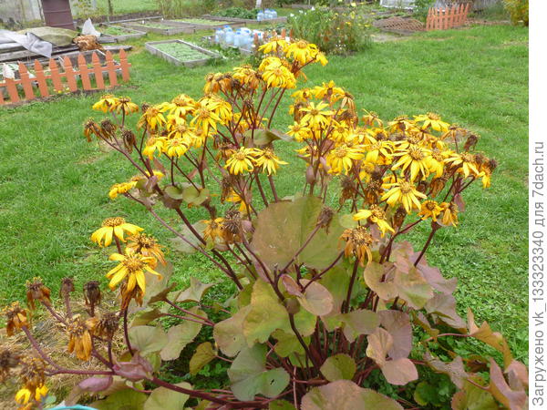 Часть лужайки в октябре прошлого года.