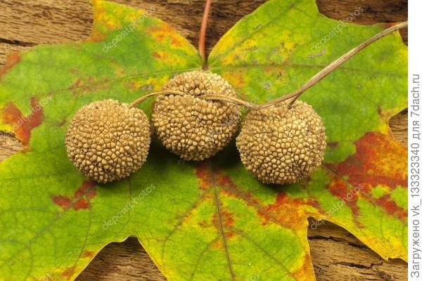 фото из инета, плоды платана