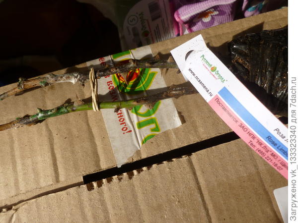 саженец из Русского огорода