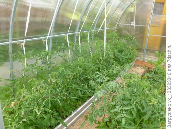 томаты, фото 2 июня