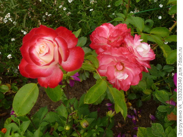 Юбилей принца Монако