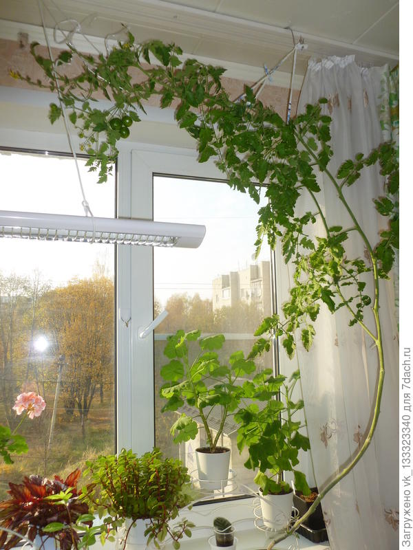 томат Куро Суджи