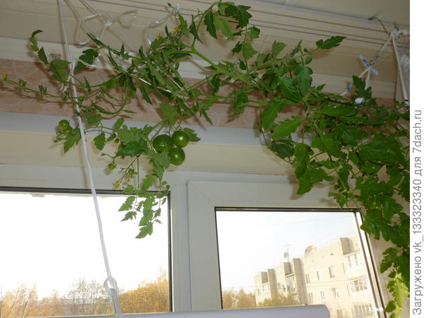 лишь бы карниз не обвалился :)