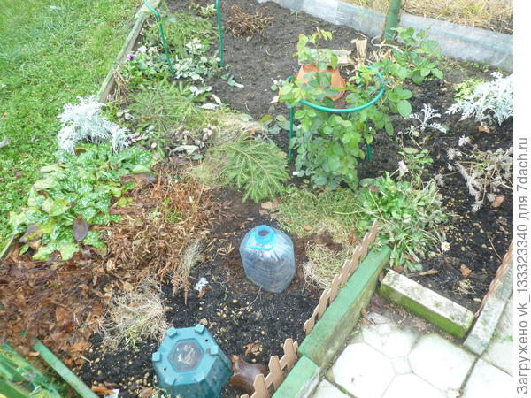 ROSE DES CISTERCIENS (Роз де Систерсьен) в ноябре