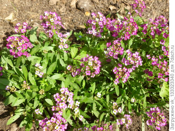 Алиссум морской Пасхальная шляпа Розовый