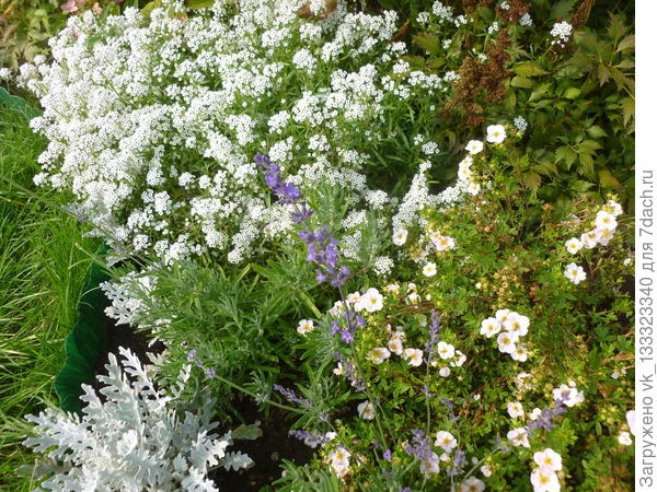 Алиссум ампельный Кристалл Белая Волна самосев