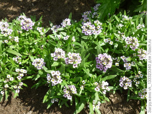 Алиссум морской Пасхальная шляпа Лавандовый