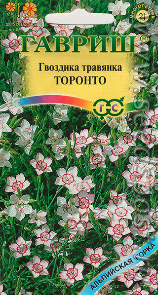 Гвоздика - травянка Торонто