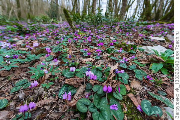 первоцветы цикламены