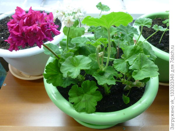 начеренкованная в ноябре пеларгония