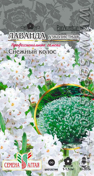 лаванда узколистная Снежный колос