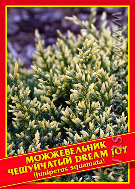 Можжевельник Чешуйчатый «Dream Joy»