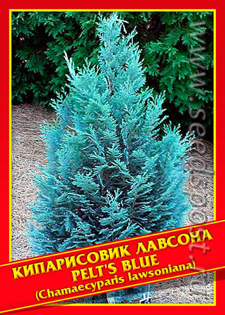 Кипарисовик Лавсона «Pelt's Blue»