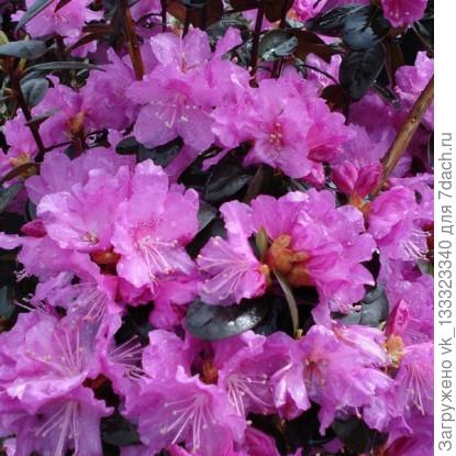 Рододендрон ПЖМ Элит