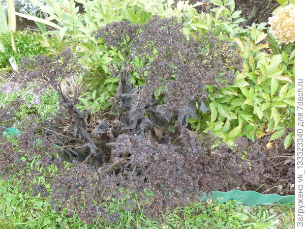 замёрзший гелиотроп в конце сентября