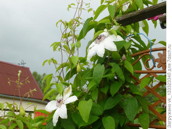 неопознанный сорт клематиса