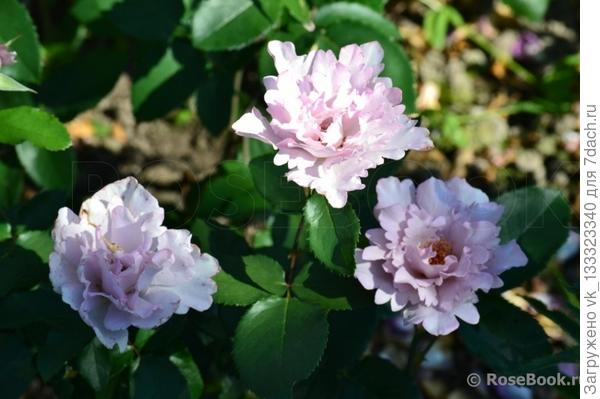 фото с сайта Тамара розы