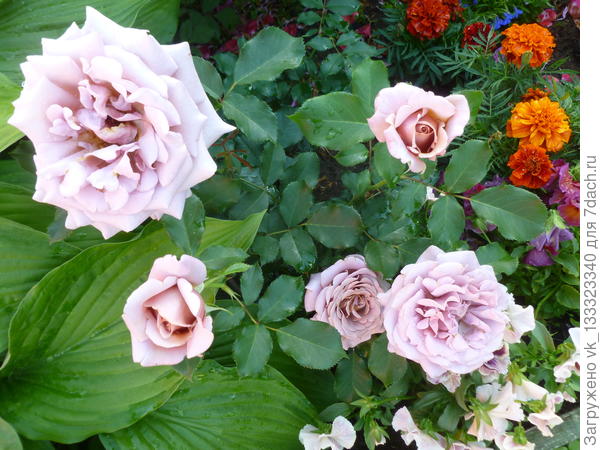 Koko Loko (Christian Bédard США)