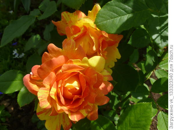 Rose des Cisterciens (Delbard)