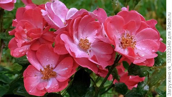 Angela (фото из инета)